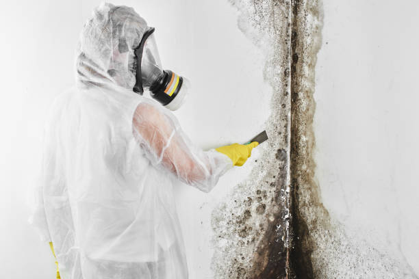 Mold Removal and Inspection in Samsula Spruce Creek, FL