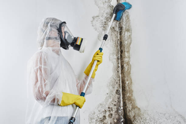 Best Mold Remediation  in Samsula Spruce Creek, FL