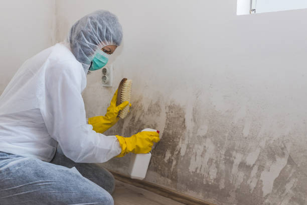 Best Crawl Space Mold Removal  in Samsula Spruce Creek, FL