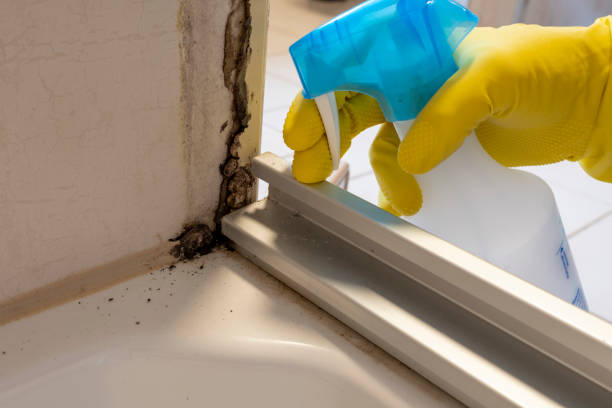 Trusted Samsula Spruce Creek, FL Mold Removal Experts