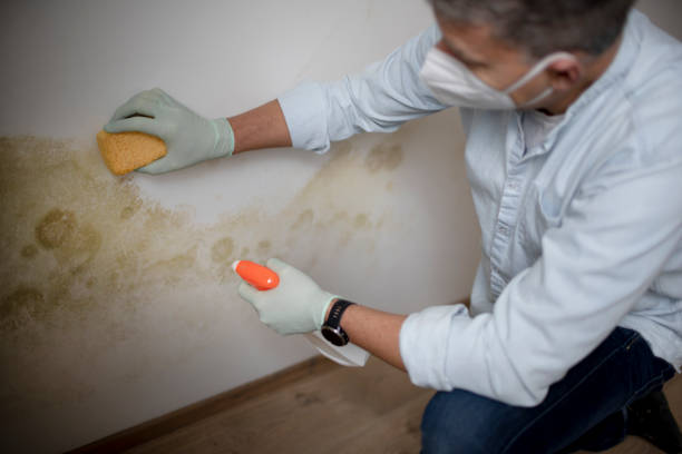 Best Attic Mold Removal  in Samsula Spruce Creek, FL